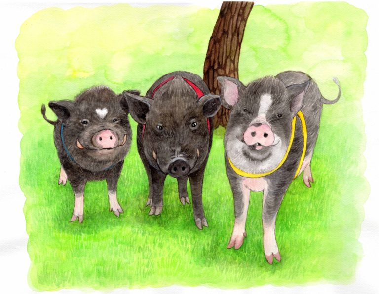 ミニブタ　義経、弁慶、武蔵　３豚の絵を描きました。